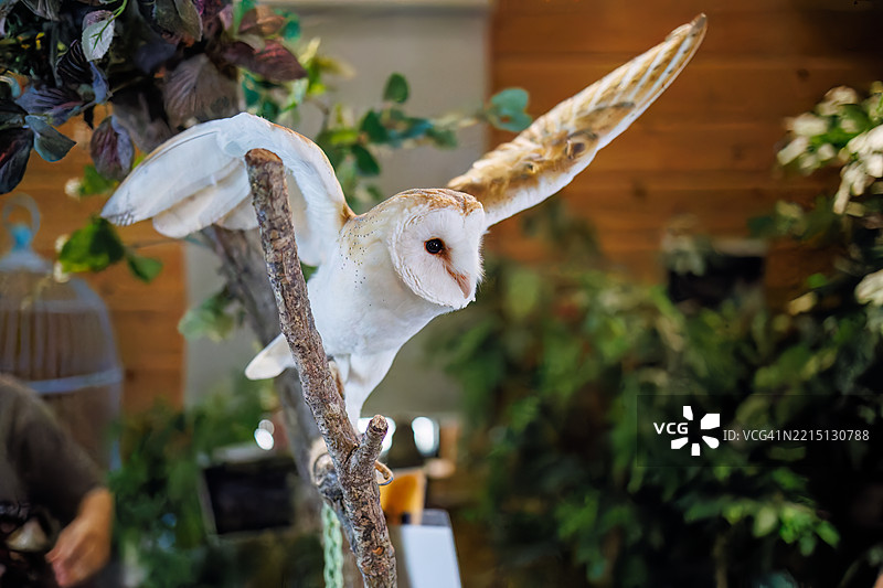 barn owl, Tyto alba 鸟。图片素材