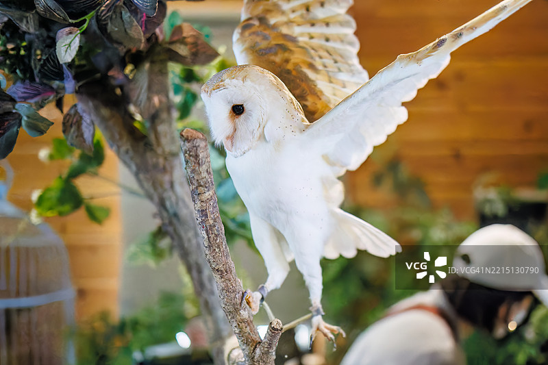 barn owl, Tyto alba 鸟。图片素材