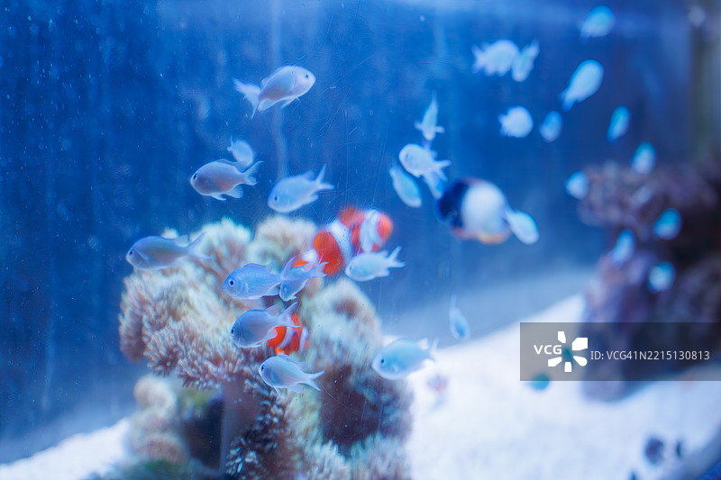 美丽的桌状珊瑚和一群黑边小丑鱼及其他鱼类,还有小丑鱼(Amphiprion ocellaris)和珍珠鳞天使鱼(Centropyge vrolikii)。图片素材