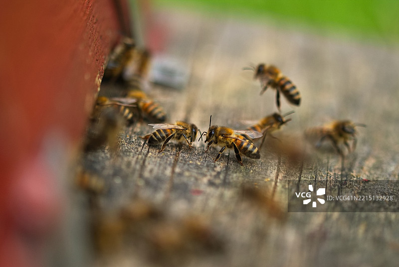 蜜蜂特写镜头图片素材
