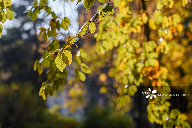 一张细致的特写图像，展示了一根装饰着黄色叶子的树枝图片素材