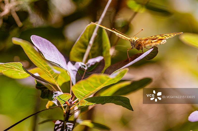 一只蝴蝶轻轻栖息在植物上的特写细节图图片素材