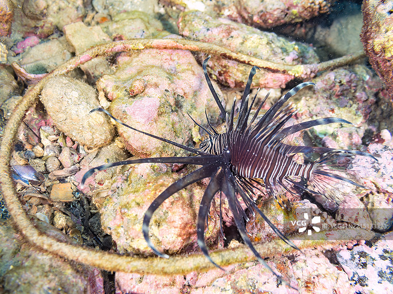 红狮子鱼（Pterois volitans）幼鱼。黑色变种。图片素材