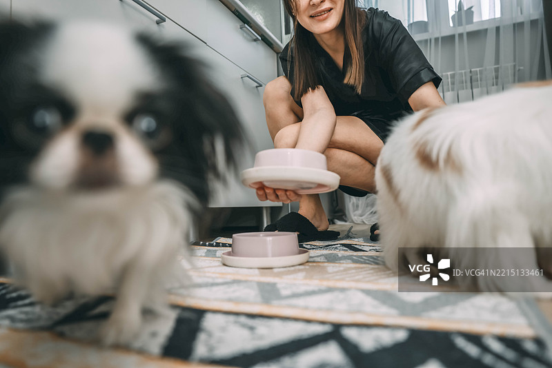 模糊且无法辨认的女性在温馨的厨房环境中喂养两只日本犬，概念是图片素材