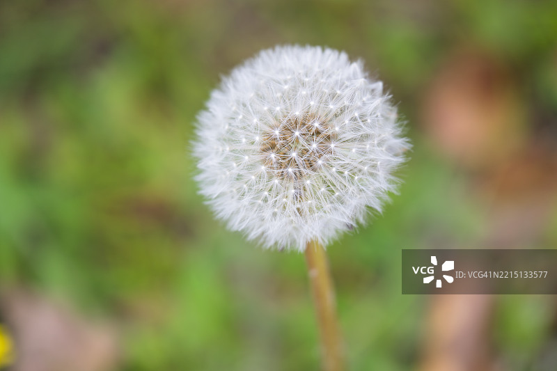 蒲公英花的特写镜头图片素材