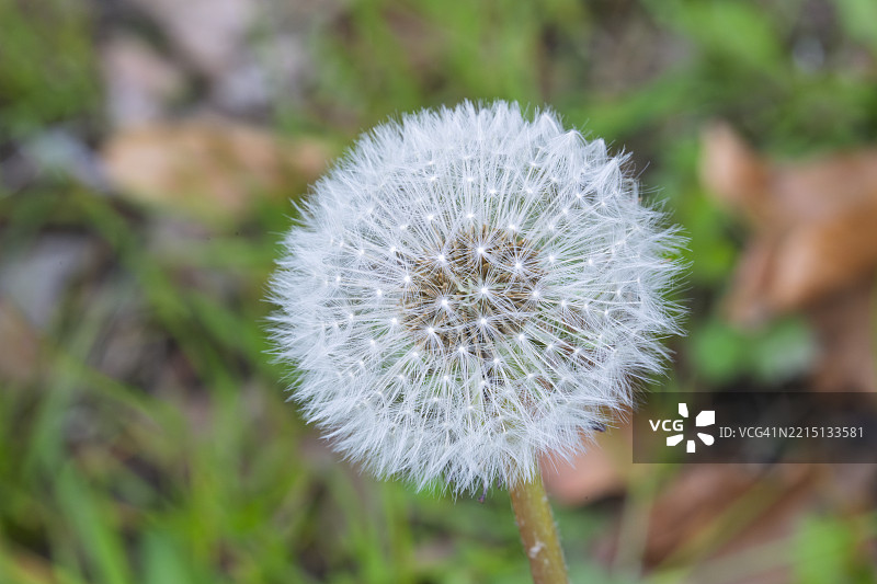 蒲公英特写镜头图片素材