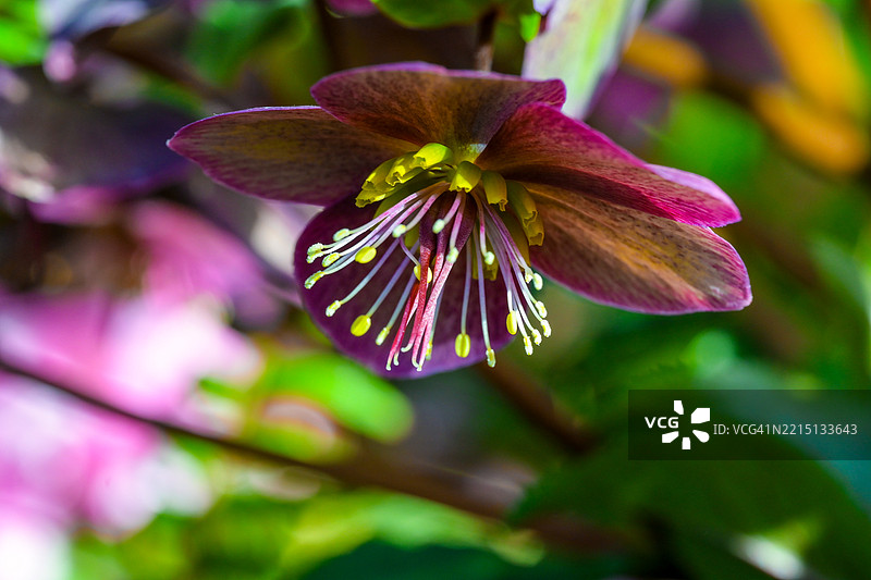 粉色花朵特写，埃德蒙顿，阿尔伯塔，加拿大图片素材