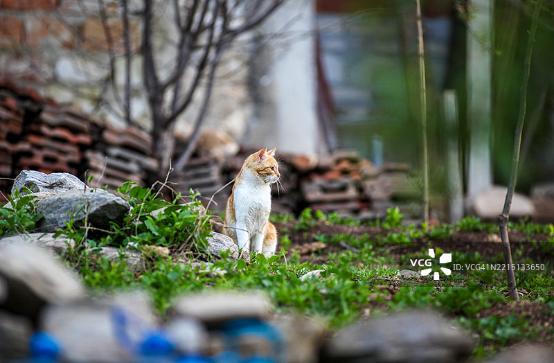 坐在田野上的猫的肖像，保加利亚图片素材