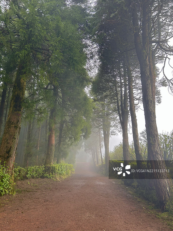 葡萄牙亚速尔群岛庞塔德尔加达的森林中的树木图片素材