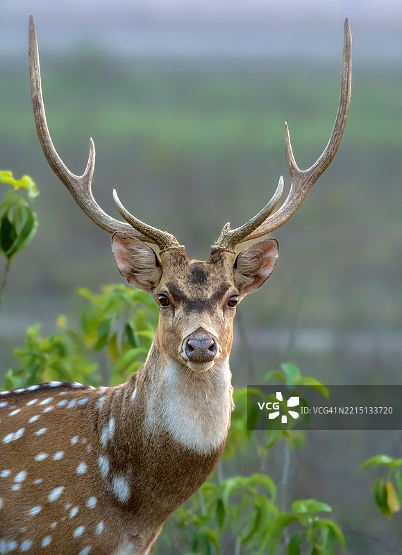 印度的鹿肖像图片素材