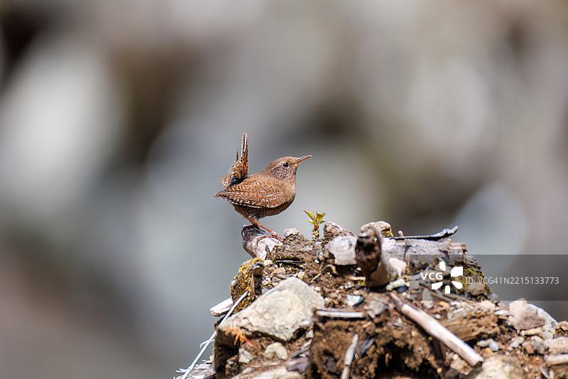 可爱的欧亚鹪鹩（Troglodytes troglodytes，属于灯笼鱼科）小鸟在大声而急促地鸣叫。图片素材