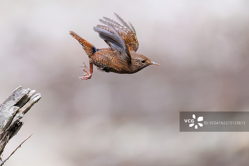 可爱的欧亚鹪鹩（Troglodytes troglodytes，属于灯笼鱼科）小鸟在大声而急促地鸣叫。图片素材