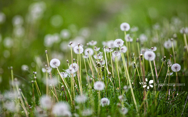保加利亚田野上的白色开花植物特写图片素材