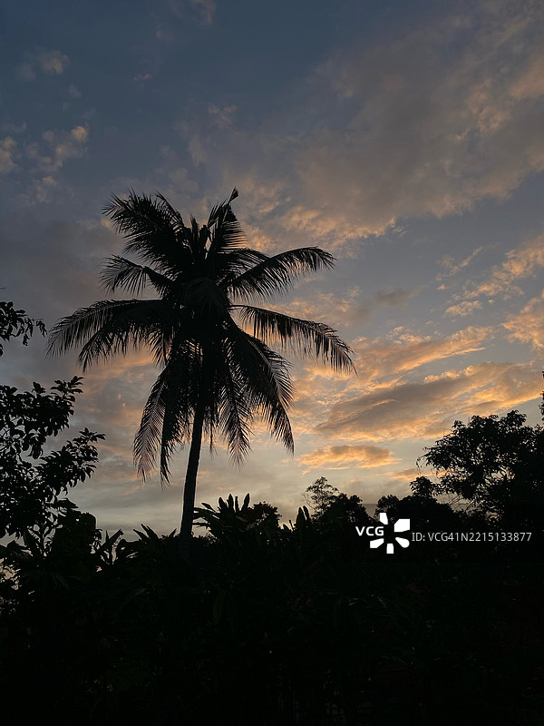 马来西亚日落时分，低角度视图下的棕榈树剪影与天空相映。图片素材