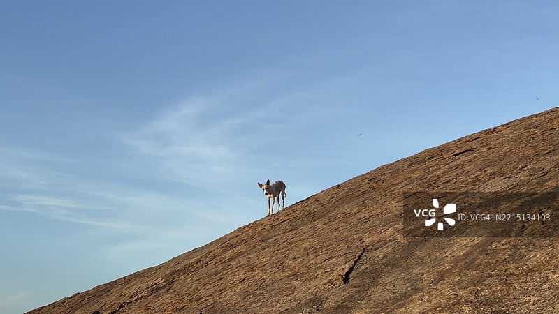 低角度视图的狗站在山上，背景是天空，地点：印度泰米尔纳德邦的提鲁帕兰昆德拉姆。图片素材