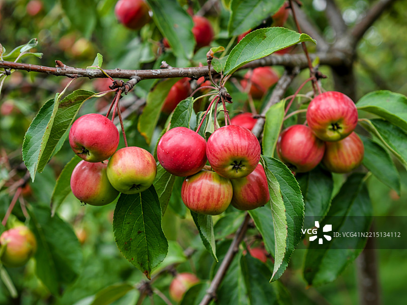 成熟的红色蟹苹果，苹果属，悬挂在树枝上图片素材