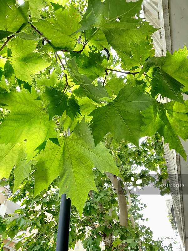 低角度视图的树木与天空相对图片素材