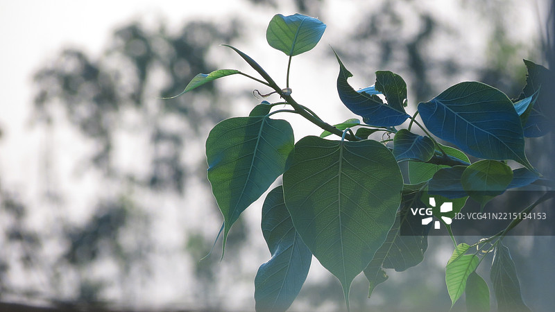 新鲜绿色叶子的特写，巴基斯坦图片素材