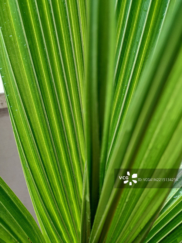 棕榈叶特写图片素材