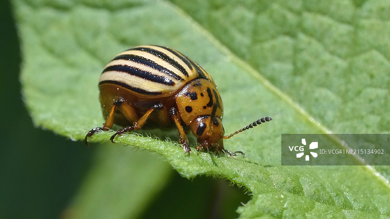 叶子上的昆虫特写，捷克共和国图片素材