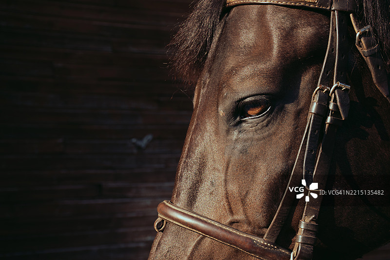 惊艳的栗色马的眼睛和口鼻特写图片素材