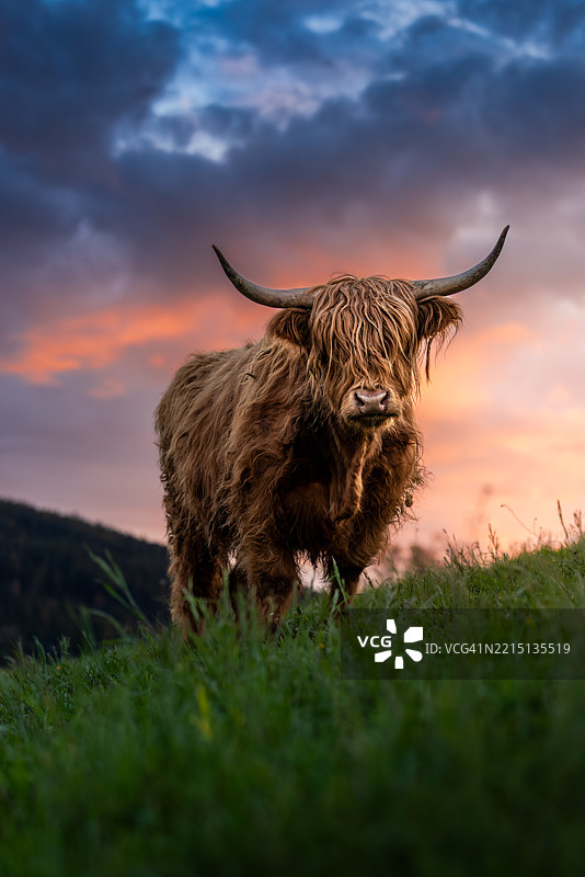 春天日落时分，瑞士埃门塔尔的史诗般的苏格兰高地牛图片素材