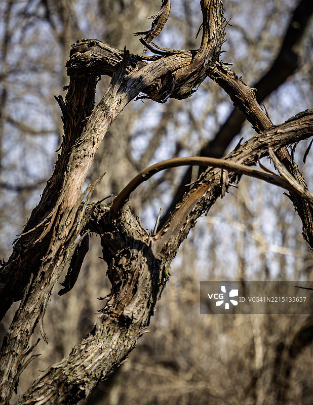 低角度视图的光秃树，西德莫因，爱荷华州，美国图片素材