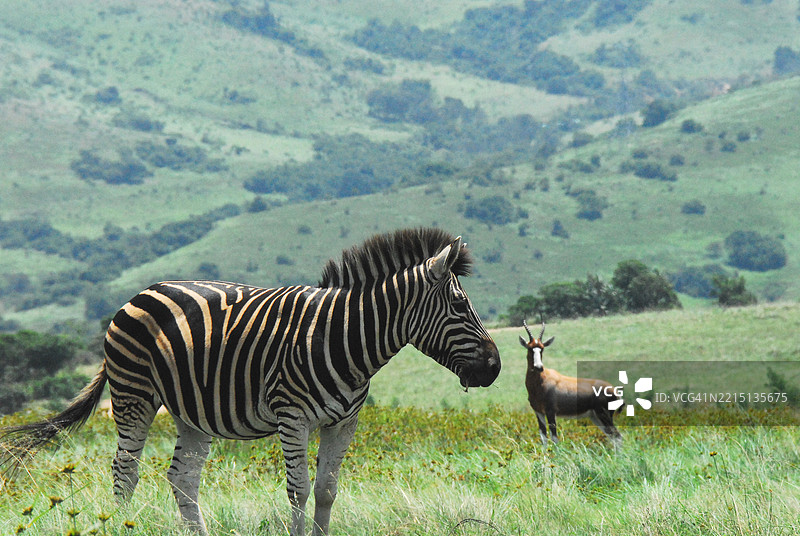 侧面视图的斑马站在田野上图片素材