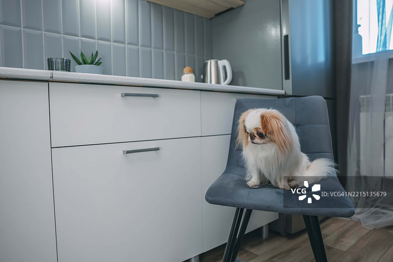 狗在家中坐着的特写镜头图片素材