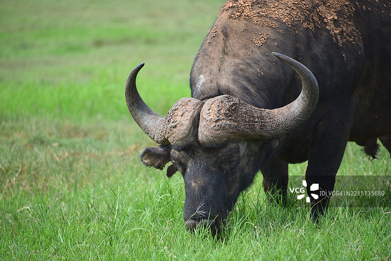 非洲 - 野生开普水牛在田野中吃草的特写图片素材
