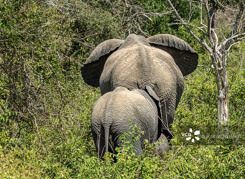 南非林波波省森林中的大象高角度视图图片素材