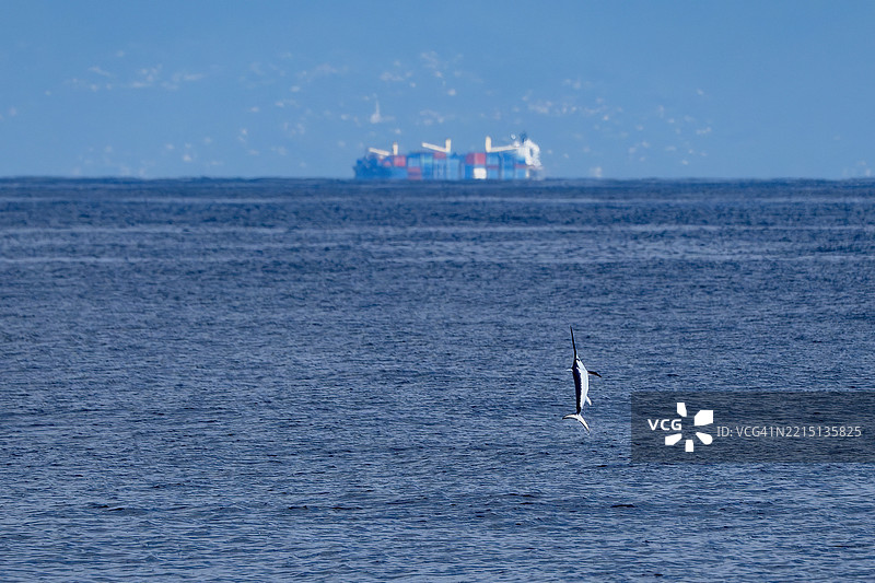 剑鱼跃出海面图片素材