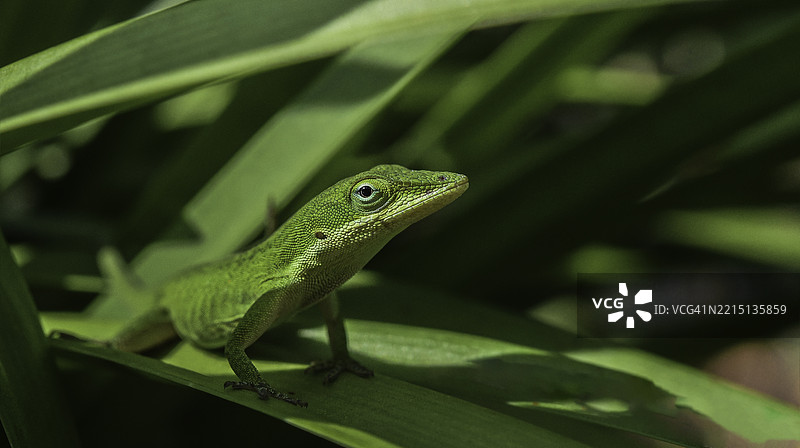 美国叶子上的安诺尔蜥蜴特写图片素材