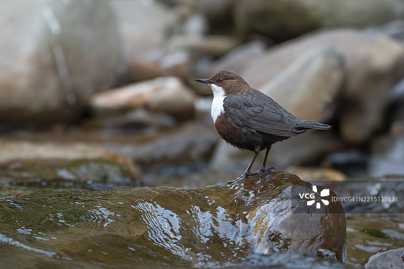 鸟儿栖息在溪流中的岩石上特写镜头图片素材