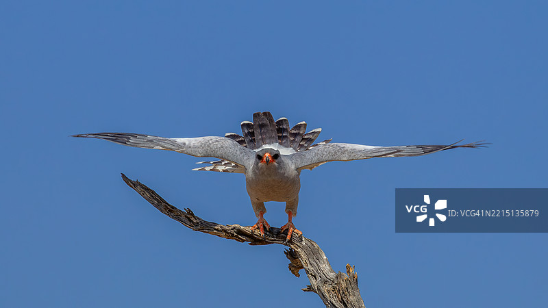 低角度视图的鹰在晴朗的天空中飞翔图片素材