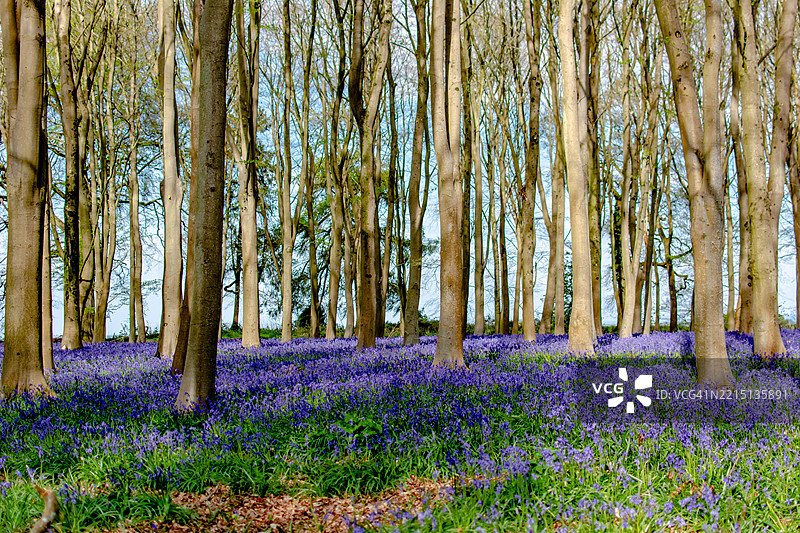 英国法灵顿森林中的开花植物景观图片素材