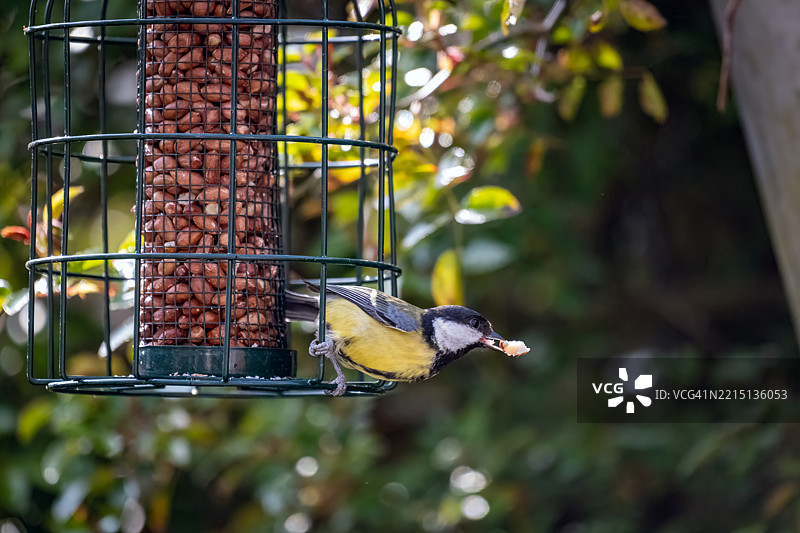 鸟儿栖息在喂鸟器上的特写镜头图片素材