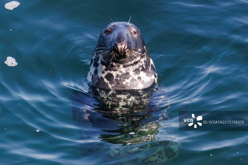 海豹在海中游泳的特写镜头图片素材