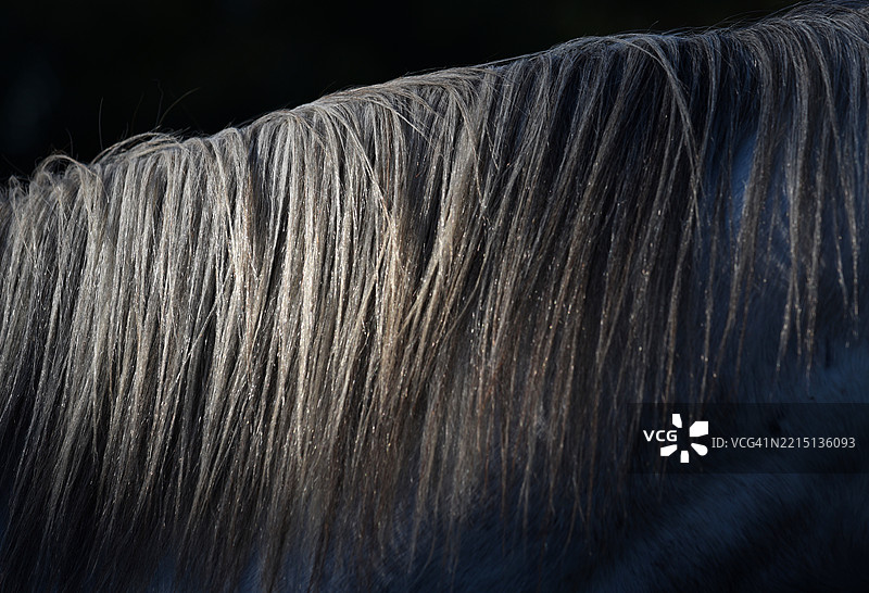 马的特写镜头图片素材