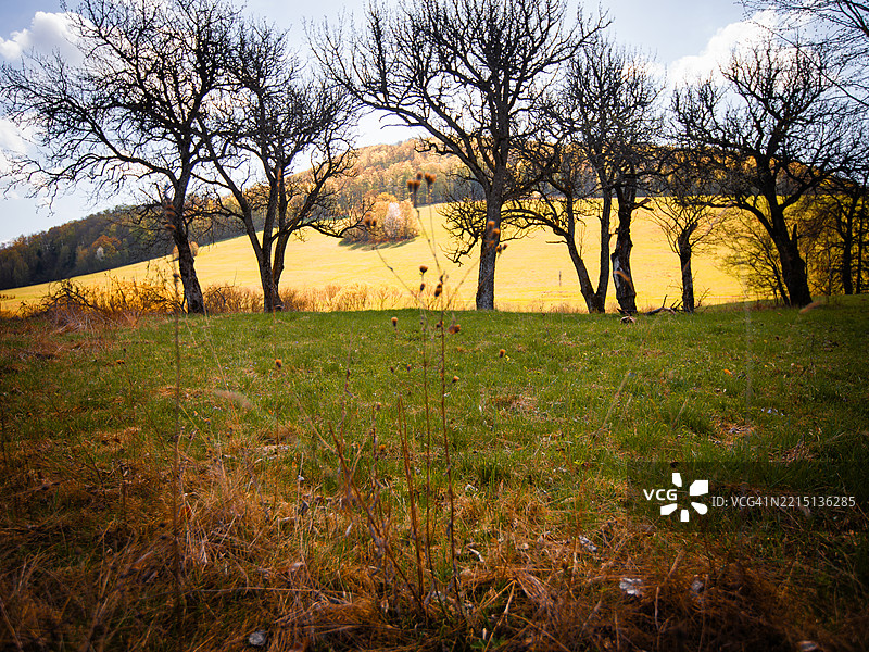 田野上的树木与天空相映成趣图片素材