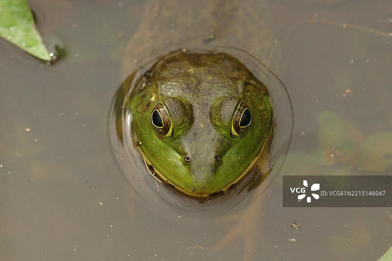 水中的牛蛙图片素材