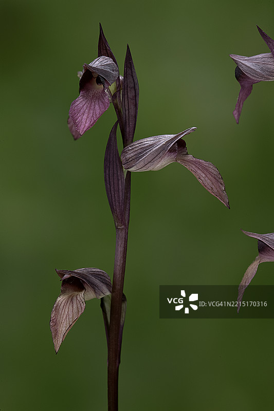 Serapias lingua (tongue-orchid, tongue Serapias)图片素材