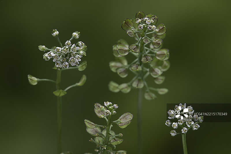光茎茶藨子（牧羊人的芥菜，光茎茶藨子）图片素材