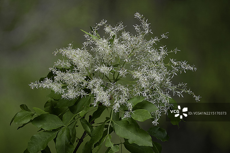 白蜡树（甘露白蜡树，开花白蜡树，南欧开花白蜡树）图片素材