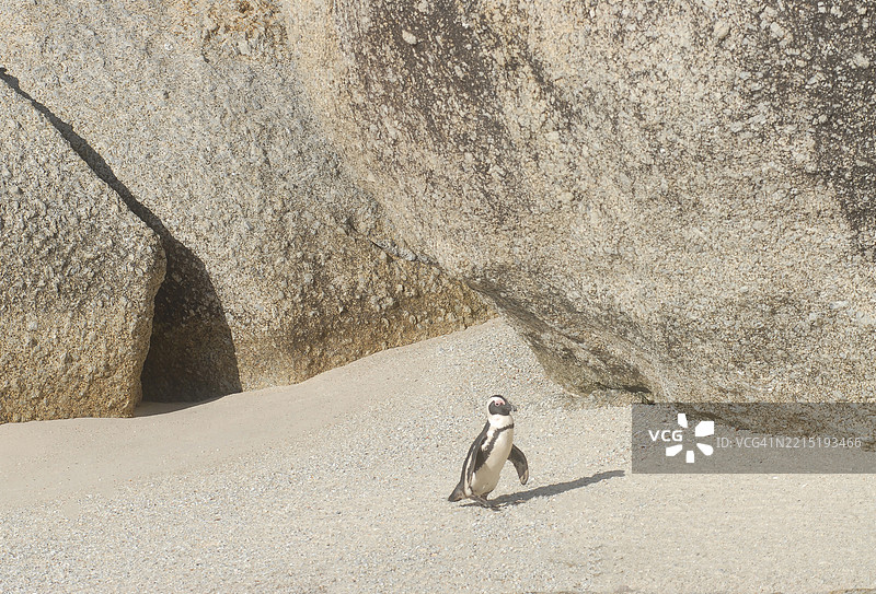 非洲企鹅在海滩上，巨石，西蒙镇，开普半岛，南非图片素材