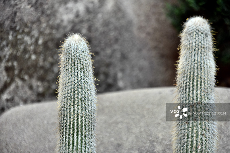 柔软的蜡烛仙人掌。图片素材