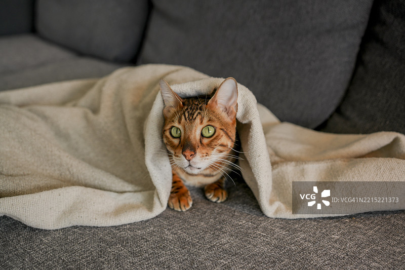 美丽而害怕的绿眼孟加拉猫，躺在沙发上，盖着毯子，正看着镜头。无家可归的动物，恐惧的概念。图片素材