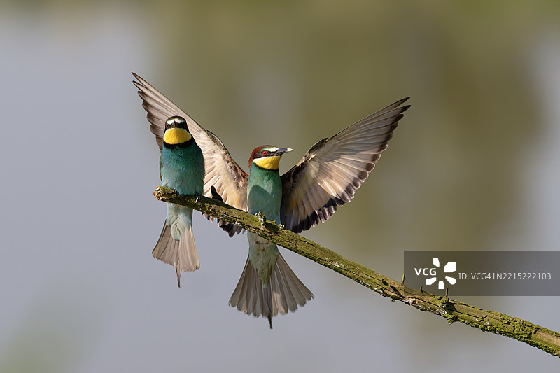 繁殖季节的双斑蜂虎图片素材