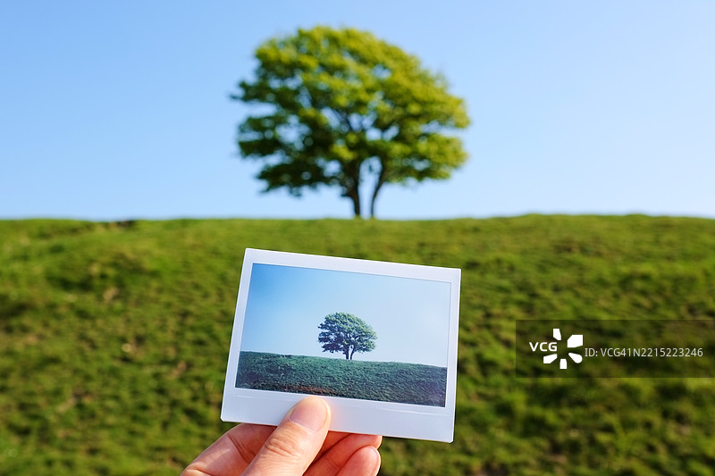 男子手持一张即时胶卷照片，照片中是一棵孤独的绿色树木。图片素材