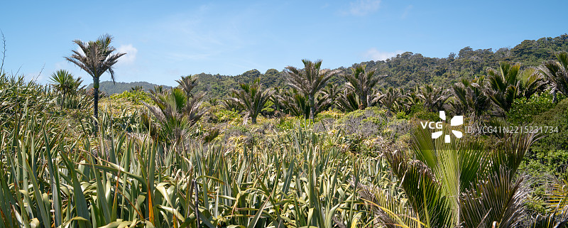 南岛普纳凯基悬崖上的植被。图片素材